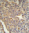 Galactosidase Alpha antibody, LS-C166494, Lifespan Biosciences, Immunohistochemistry frozen image 