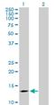 Putative beta-glucuronidase-like protein SMA3 antibody, H00011039-B01P, Novus Biologicals, Western Blot image 