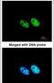 Squamous cell carcinoma antigen recognized by T-cells 3 antibody, PA5-28625, Invitrogen Antibodies, Immunofluorescence image 