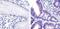 Interleukin 1 Receptor Associated Kinase 4 antibody, 700026, Invitrogen Antibodies, Immunohistochemistry frozen image 
