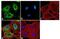 Adenosine A1 Receptor antibody, NB300-549, Novus Biologicals, Immunocytochemistry image 