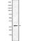 Olfactory Receptor Family 10 Subfamily X Member 1 (Gene/Pseudogene) antibody, abx147224, Abbexa, Western Blot image 