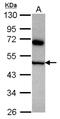 COP9 Signalosome Subunit 4 antibody, NBP2-15961, Novus Biologicals, Western Blot image 