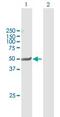 Nuclear Receptor Subfamily 1 Group I Member 2 antibody, ab118336, Abcam, Western Blot image 