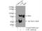 Coilin antibody, 10967-1-AP, Proteintech Group, Immunoprecipitation image 