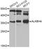 AlkB Homolog 4, Lysine Demethylase antibody, STJ110122, St John
