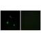 Mitogen-Activated Protein Kinase 15 antibody, A10088, Boster Biological Technology, Immunofluorescence image 