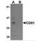 CD81 Molecule antibody, MBS151030, MyBioSource, Western Blot image 