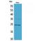 RAB5A, Member RAS Oncogene Family antibody, LS-C387212, Lifespan Biosciences, Western Blot image 