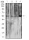 Minichromosome Maintenance Complex Component 3 antibody, orb74001, Biorbyt, Western Blot image 