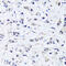 ADP Ribosylation Factor Like GTPase 6 Interacting Protein 4 antibody, 16-875, ProSci, Immunohistochemistry frozen image 