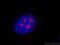 REX4 Homolog, 3'-5' Exonuclease antibody, 18890-1-AP, Proteintech Group, Immunofluorescence image 