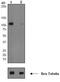 Glutamate Ionotropic Receptor AMPA Type Subunit 1 antibody, ab76321, Abcam, Western Blot image 