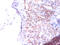 Phosphatidylserine Synthase 1 antibody, A51789-100, Epigentek, Immunohistochemistry paraffin image 