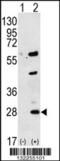 Gremlin 1, DAN Family BMP Antagonist antibody, 56-300, ProSci, Western Blot image 