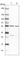 GTP Binding Protein 3, Mitochondrial antibody, HPA042158, Atlas Antibodies, Western Blot image 