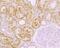 Mindbomb E3 Ubiquitin Protein Ligase 1 antibody, NBP2-76849, Novus Biologicals, Immunohistochemistry frozen image 