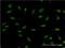 Death Inducer-Obliterator 1 antibody, H00011083-M04, Novus Biologicals, Immunofluorescence image 