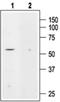 Potassium Two Pore Domain Channel Subfamily K Member 5 antibody, PA5-77598, Invitrogen Antibodies, Western Blot image 