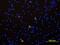Interleukin 1 Alpha antibody, BAF200, R&D Systems, Immunocytochemistry image 