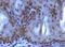 Lysine Methyltransferase 5B antibody, TA336869, Origene, Immunohistochemistry frozen image 