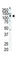 Ret Proto-Oncogene antibody, abx033597, Abbexa, Western Blot image 