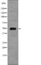 Eukaryotic Translation Initiation Factor 5 antibody, abx215124, Abbexa, Western Blot image 