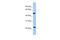 Protein O-Fucosyltransferase 2 antibody, 26-081, ProSci, Western Blot image 