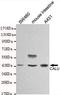 Calumenin antibody, M03193, Boster Biological Technology, Western Blot image 