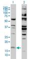 H3 Histone Family Member 3B antibody, H00003021-M01, Novus Biologicals, Western Blot image 