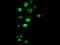 p53 antibody, LS-C172956, Lifespan Biosciences, Immunofluorescence image 