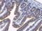 Hook Microtubule Tethering Protein 2 antibody, NBP2-14986, Novus Biologicals, Immunohistochemistry paraffin image 