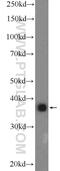 Apolipoprotein L2 antibody, 25925-1-AP, Proteintech Group, Western Blot image 