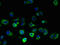 Family With Sequence Similarity 156 Member B antibody, LS-C378800, Lifespan Biosciences, Immunofluorescence image 