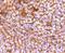 Cadherin 1 antibody, NBP2-67540, Novus Biologicals, Immunohistochemistry paraffin image 