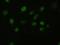 Fibroblast Growth Factor 2 antibody, NBP1-47749, Novus Biologicals, Immunofluorescence image 
