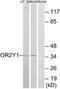 Olfactory Receptor Family 2 Subfamily Y Member 1 antibody, A16880, Boster Biological Technology, Western Blot image 