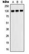 Platelet And Endothelial Cell Adhesion Molecule 1 antibody, LS-C352708, Lifespan Biosciences, Western Blot image 