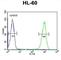 Macoilin 1 antibody, abx032353, Abbexa, Western Blot image 