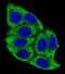 Inactive phosphatidylcholine-hydrolyzing phospholipase D5 antibody, PA5-35057, Invitrogen Antibodies, Immunofluorescence image 