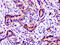 Solute Carrier Family 11 Member 2 antibody, CSB-PA021381LA01HU, Cusabio, Immunohistochemistry frozen image 