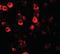 CXXC Finger Protein 4 antibody, orb95546, Biorbyt, Immunofluorescence image 