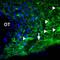 Purinergic Receptor P2X 1 antibody, PA5-77662, Invitrogen Antibodies, Immunohistochemistry paraffin image 