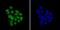 KH-Type Splicing Regulatory Protein antibody, A02770-1, Boster Biological Technology, Immunocytochemistry image 