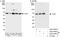 TCP-1 antibody, A303-444A, Bethyl Labs, Western Blot image 