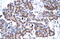 Myogenic Factor 6 antibody, 27-504, ProSci, Enzyme Linked Immunosorbent Assay image 