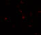 Transglutaminase 7 antibody, 6541, ProSci, Immunofluorescence image 