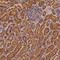 Peroxisomal Biogenesis Factor 3 antibody, HPA042830, Atlas Antibodies, Immunohistochemistry frozen image 