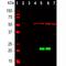 Parkinsonism Associated Deglycase antibody, M00757-1, Boster Biological Technology, Western Blot image 