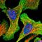 Formimidoyltransferase Cyclodeaminase antibody, HPA030929, Atlas Antibodies, Immunocytochemistry image 